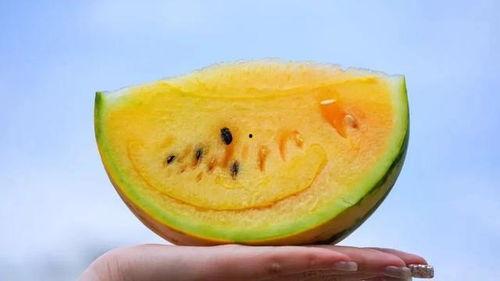 小黄有瓜吃,共享丰收的喜悦