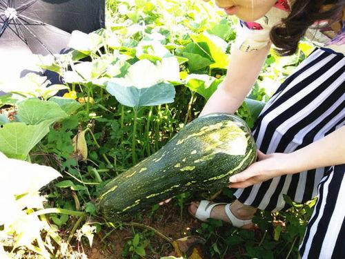 梦见瓜园摘瓜吃,摘瓜品尝的奇幻体验