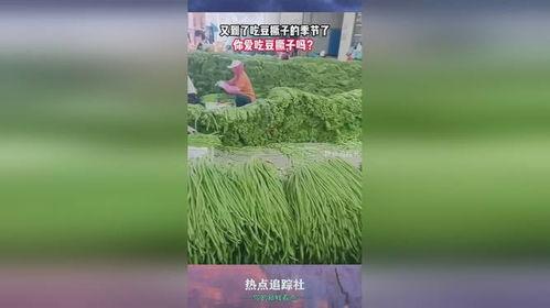 豆撅子吃瓜,趣味横生的夏日时光
