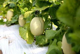 嘉定唱歌吃瓜,唱歌吃瓜，共享欢乐时光