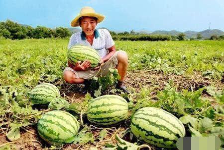 吃瓜博主路边,吃瓜博主带你领略市井百态