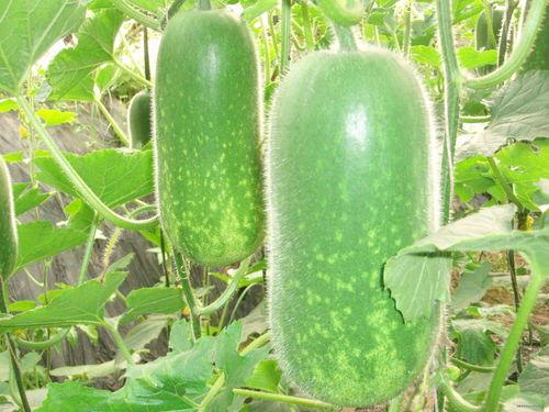 51热门大瓜今日吃瓜爆料汇总,今日吃瓜爆料汇总，热点事件一网打尽