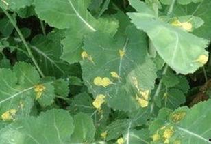 树叶吃瓜总结,揭秘树叶与瓜果的奇妙缘分