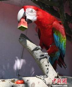 梦见吃鸟瓜,揭秘“吃鸟瓜”的神秘寓意