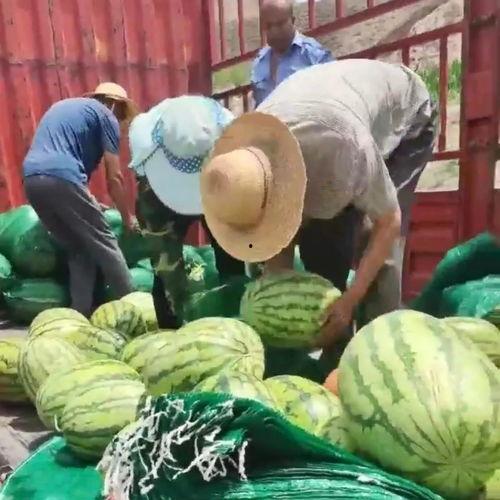 卖瓜的吃瓜群众,吃瓜者的启示录