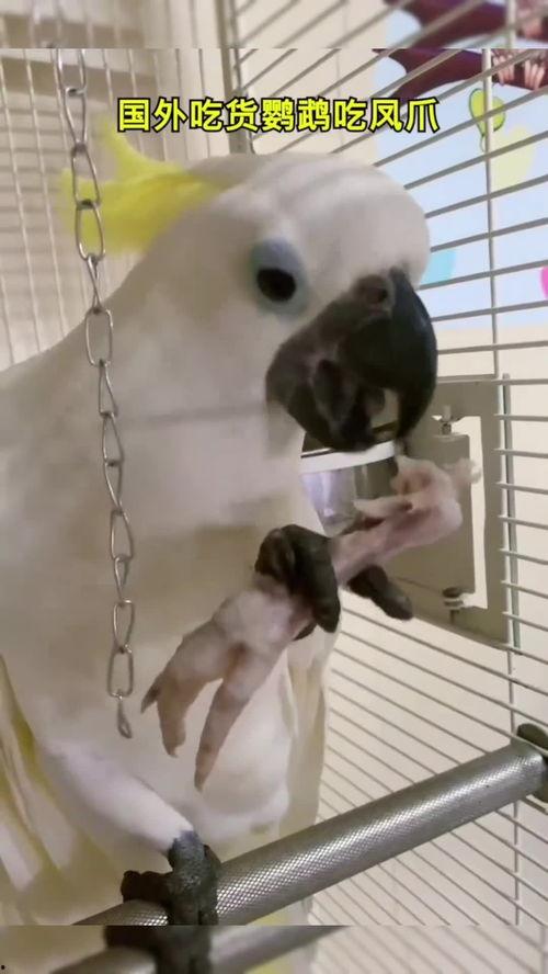 鹦鹉吃鸡瓜,揭秘吃鸡瓜的神奇之旅