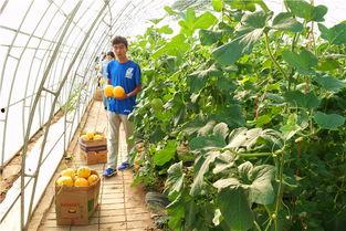 孕妇梦见田间摘瓜吃,田间摘瓜吃，预示着什么？