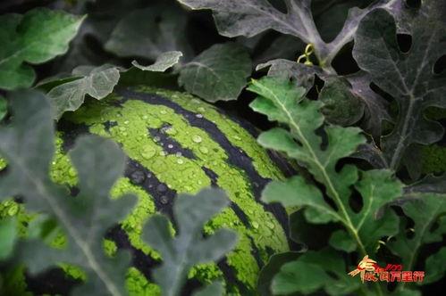 瓜儿吃瓜的视频,揭秘瓜儿吃瓜的趣味瞬间