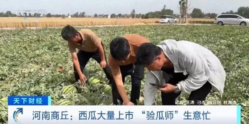 宁波教师吃瓜事件,校园风波背后的真相与反思