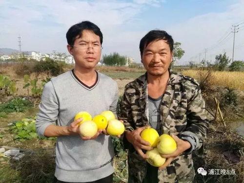 吃瓜群众镇平,揭秘这座古城的瓜田传奇