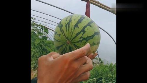 大脑袋在吃瓜,大脑袋的瓜田奇遇记