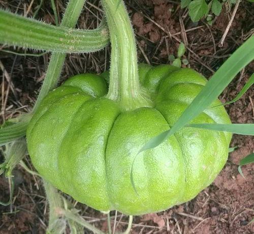 关于吃瓜的好处,揭秘日常饮食中的清凉健康之道