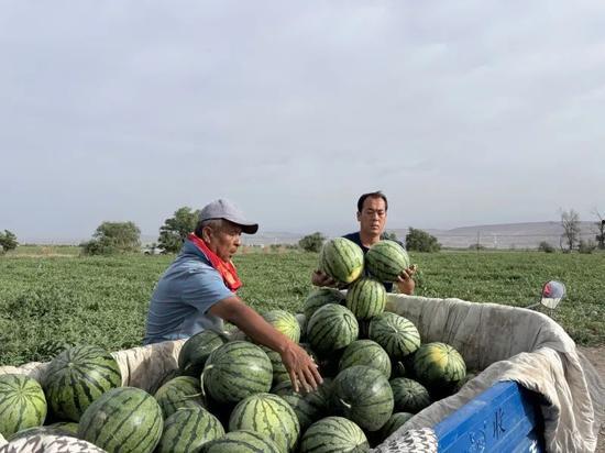 河北邢台巨鹿吃瓜,河北邢台瓜果飘香的故事