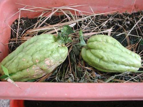 产妇可以吃捧瓜,这些捧瓜美食助力恢复健康