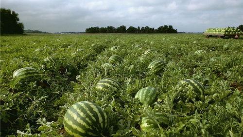吃瓜还得知识渊博,轻松吃瓜，知识渊博两不误